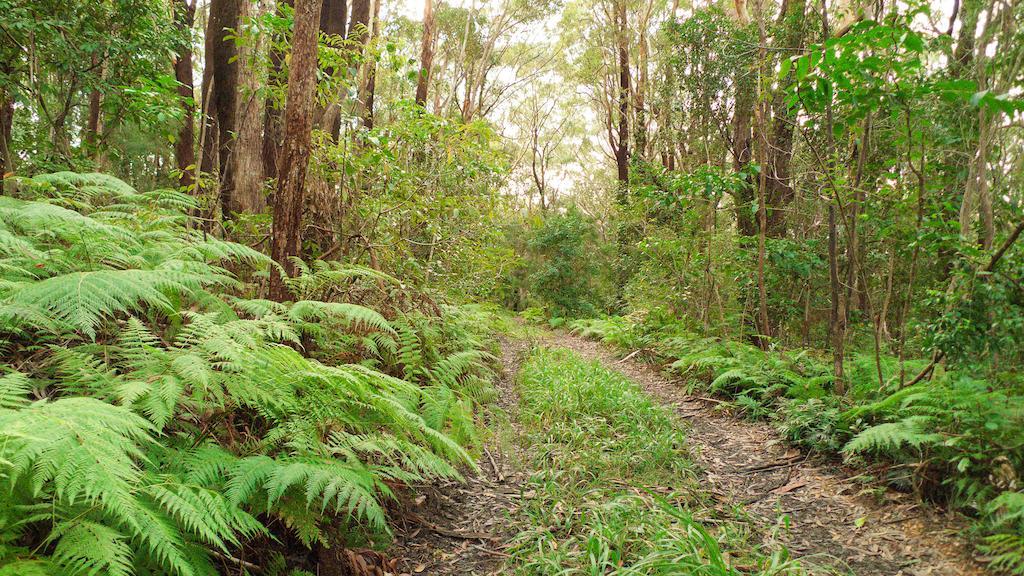 Abelia House Bed & Breakfast Byron Bay Eksteriør bilde