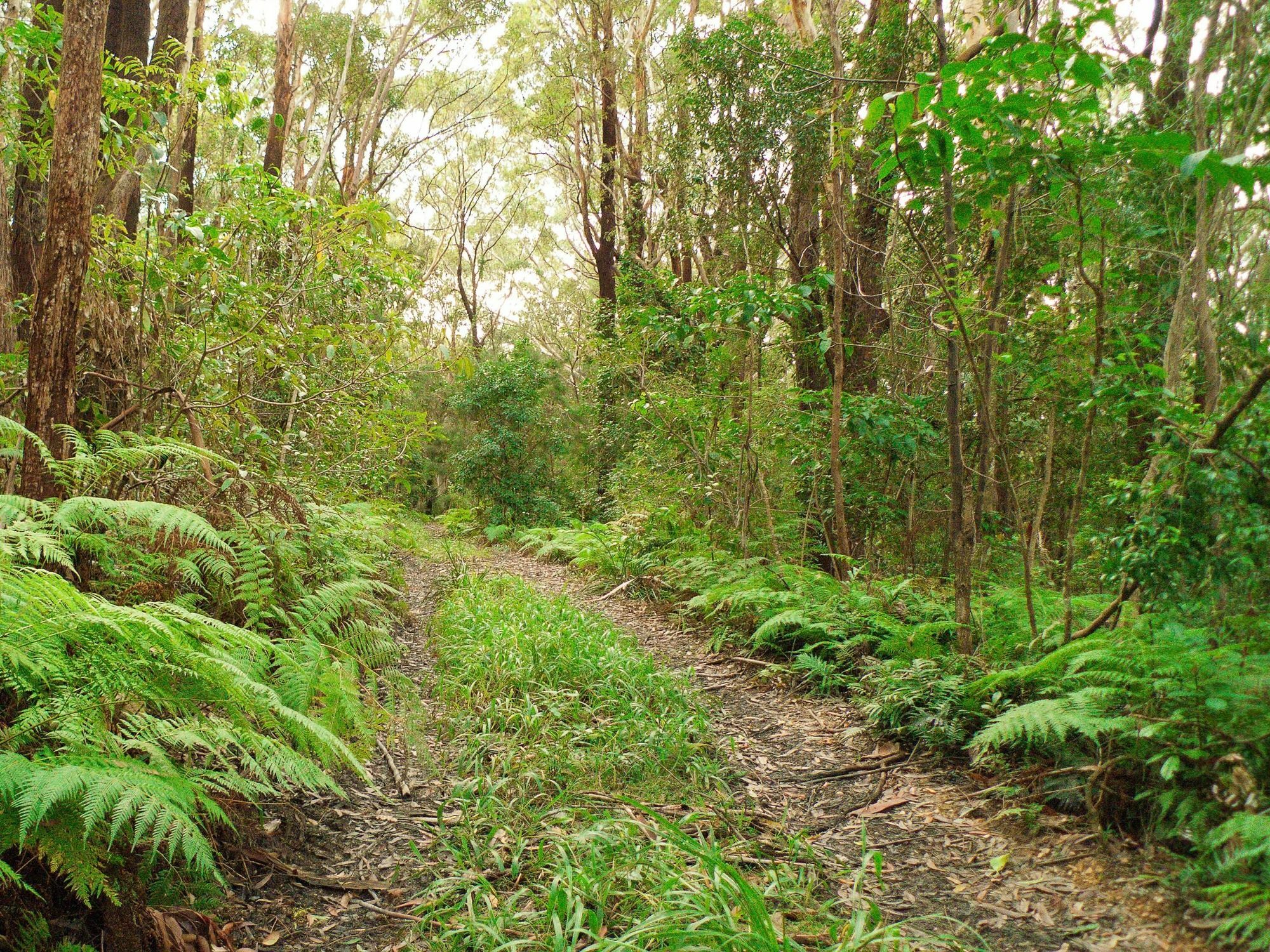 Abelia House Bed & Breakfast Byron Bay Eksteriør bilde